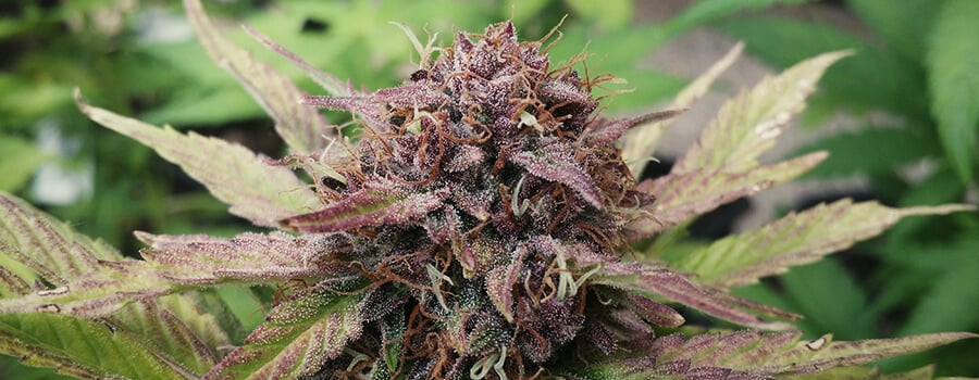 Weed Plant Harvest Growing Cannabis Outdoors And Off The Grid Part 1 Getting Weed Plant Harvest Growing Cannabis Outdoors And Off The Grid Part 1 Getting