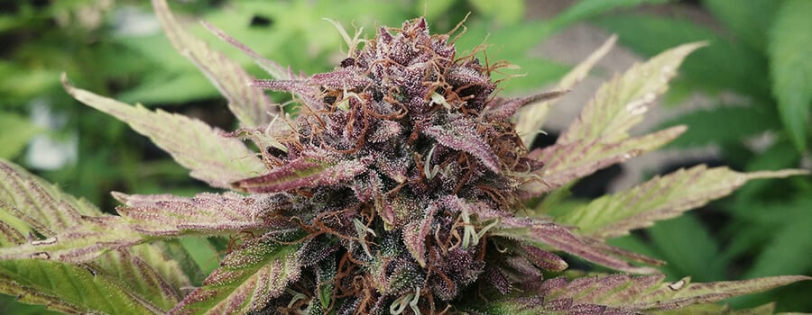 Purple Cannabis Plant 