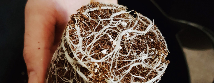 Roots Cannabis Container Transplant