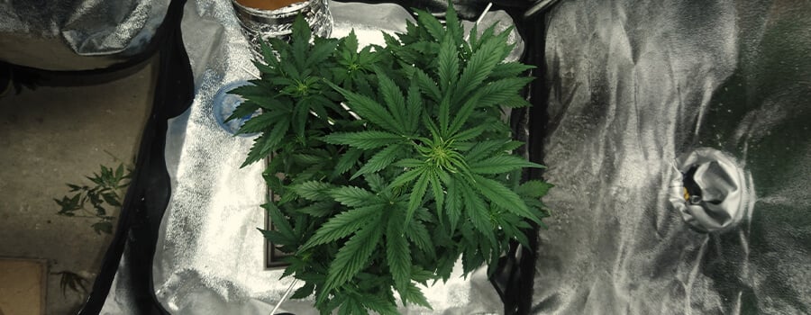 Cultivation Of 1 Cannabis Plant At Home