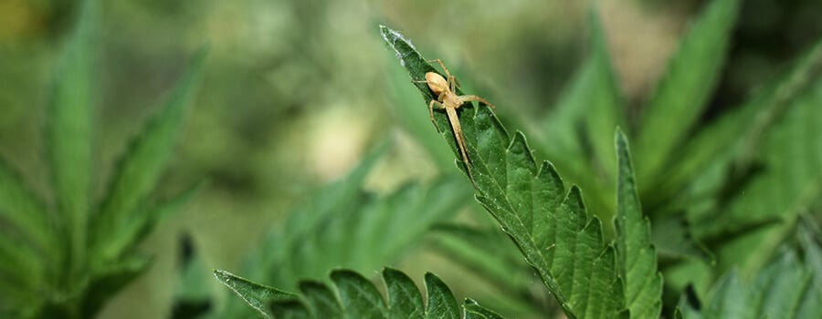Spider Natural Predator In Cannabis Plants
