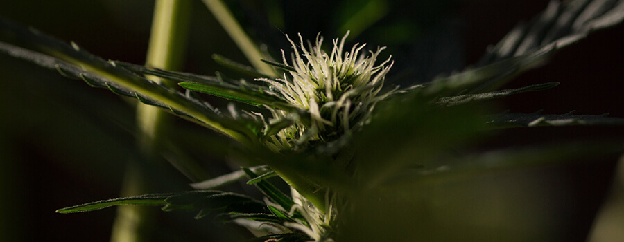 Photoperiod Cannabis