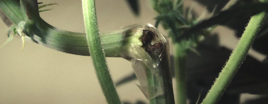 Super Cropping Cannabis Technique Fold Branches