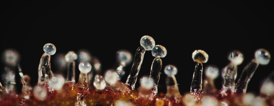 Trichomes Full Of Terpenes