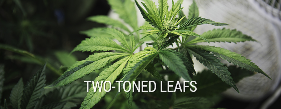 Two-Toned Leafs Mutation Cannabis