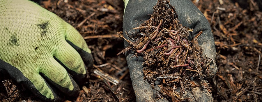 Worm Casting Organic Decomposition