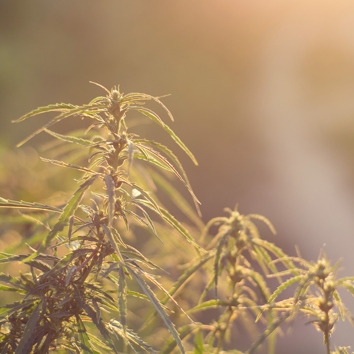 heat stress wind burn on plants heat stress wind burn on plants