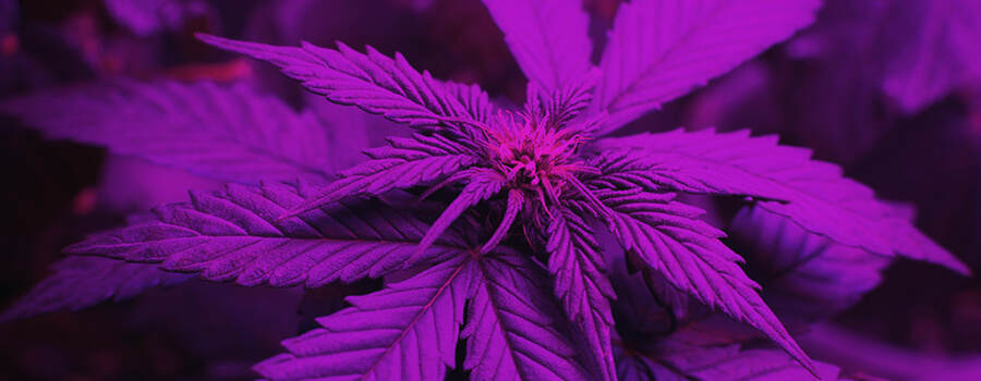 Light Spectrum When Growing Cannabis