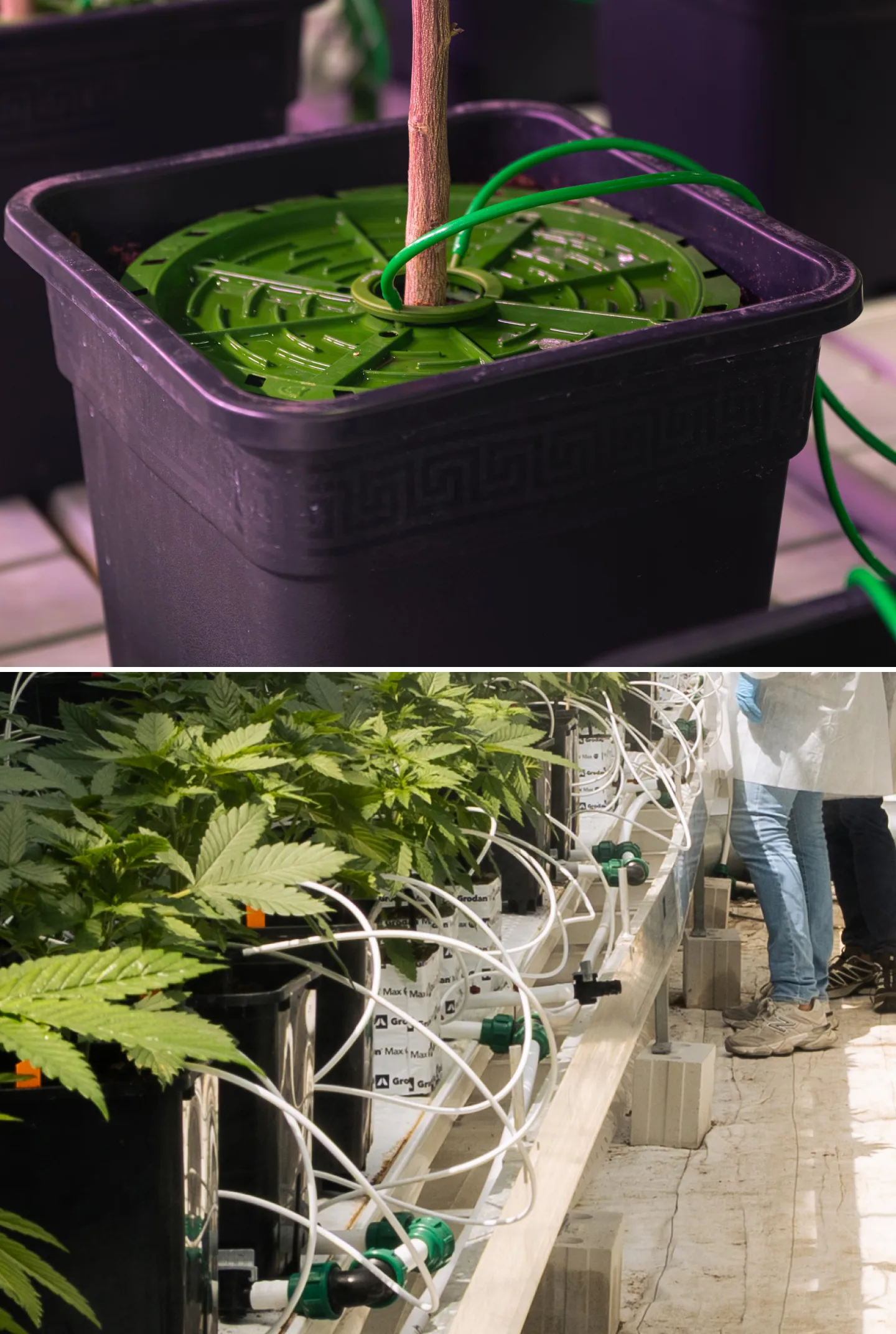Close-up of cannabis irrigation systems in a controlled crop steering trial, showing drip lines, grow pots, rockwool blocks, irrigation valves, and healthy green plants.