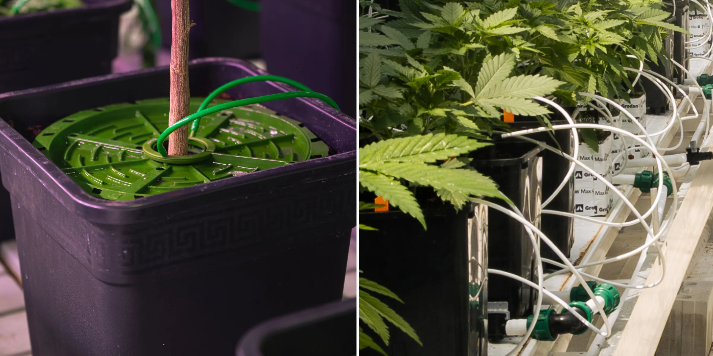 Close-up of cannabis irrigation systems in a controlled crop steering trial, showing drip lines, grow pots, rockwool blocks, irrigation valves, and healthy green plants.