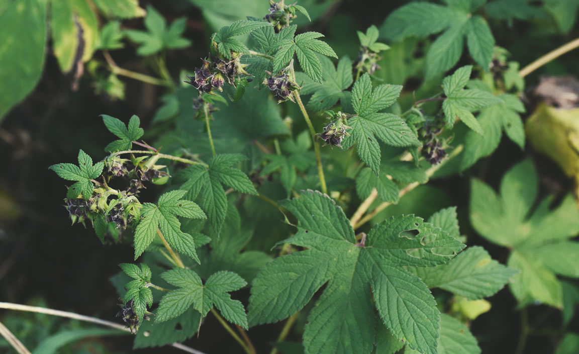 Japanese Hop (Humulus japonicus)