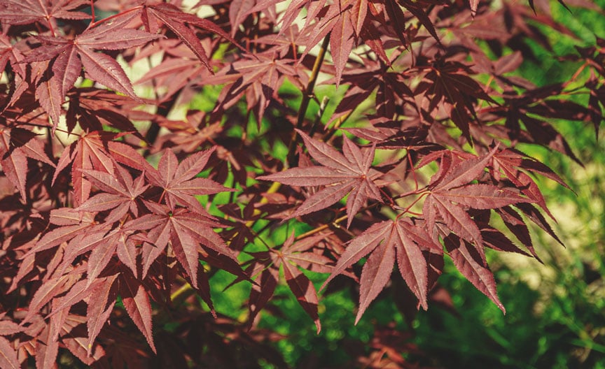 Japanese Maple Tree (Acer palmatum)