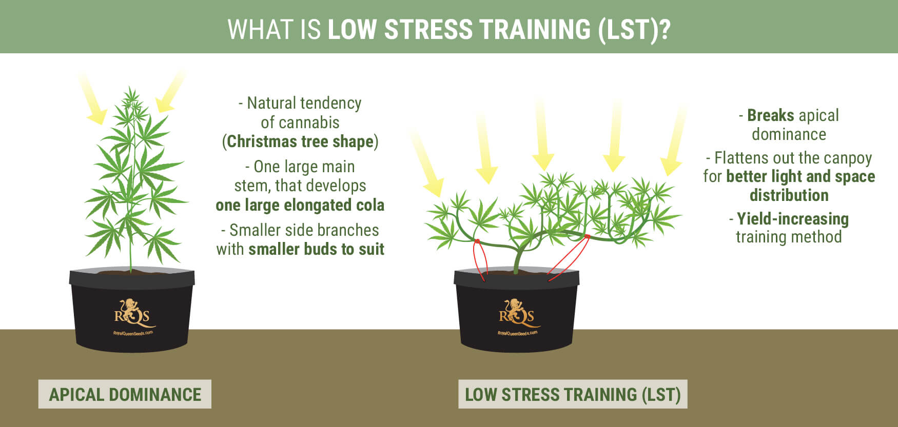 What is Low Stress Training? What is Low Stress Training?