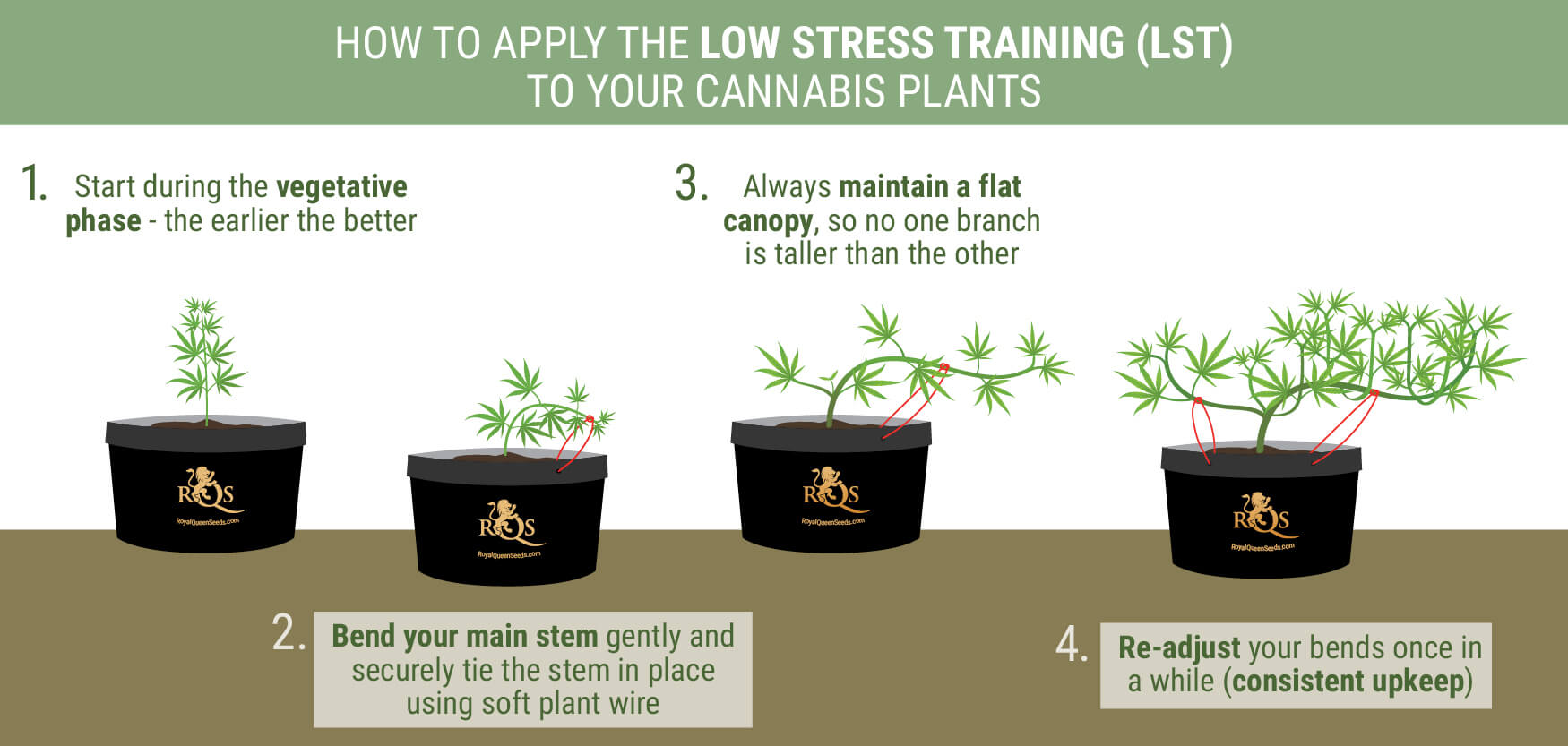 teenager plyndringer forskel How To Perform Low Stress Training On Cannabis For Better Yields - RQS Blog