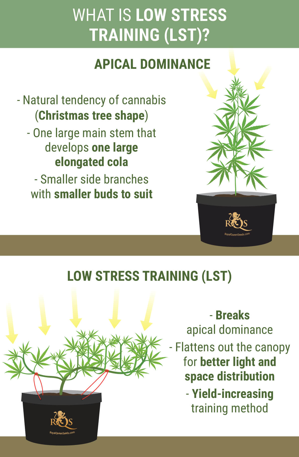 teenager plyndringer forskel How To Perform Low Stress Training On Cannabis For Better Yields - RQS Blog