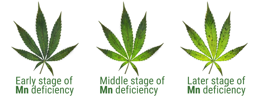 Manganese deficiency table graphic