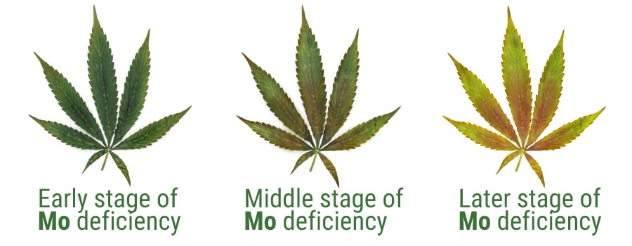 Molybdenum deficiency cannabis cultivation