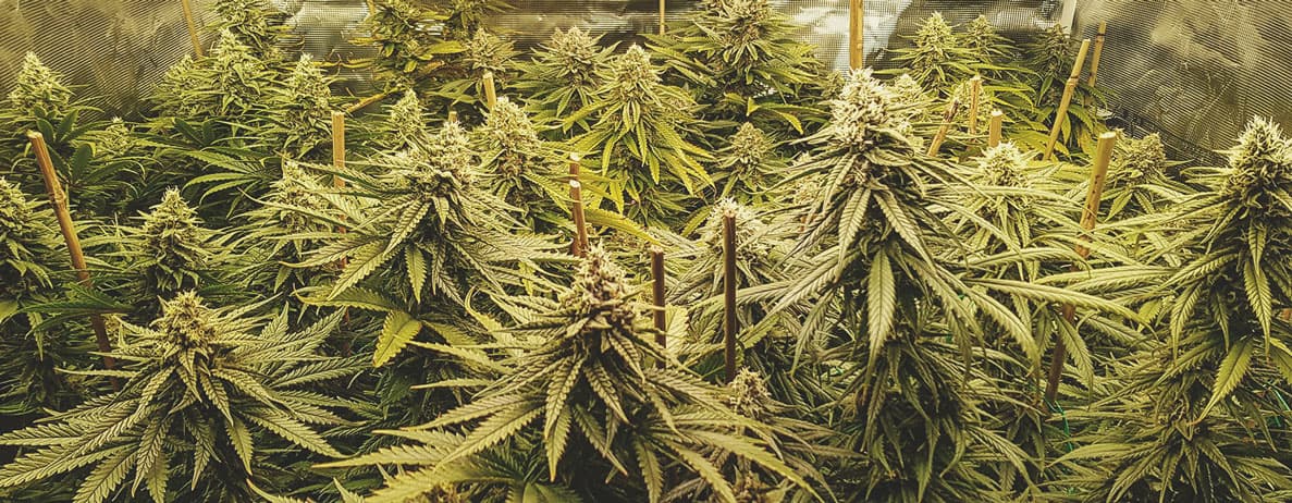Lemon Shining Silver Haze Lemon Shining Silver Haze