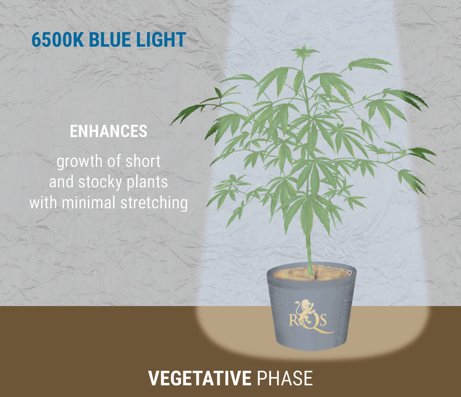 at klemme labyrint forbundet The Perfect Light Schedules For Autoflower Cannabis - RQS Blog