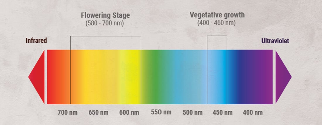 Cannabis Light Cycle Chart