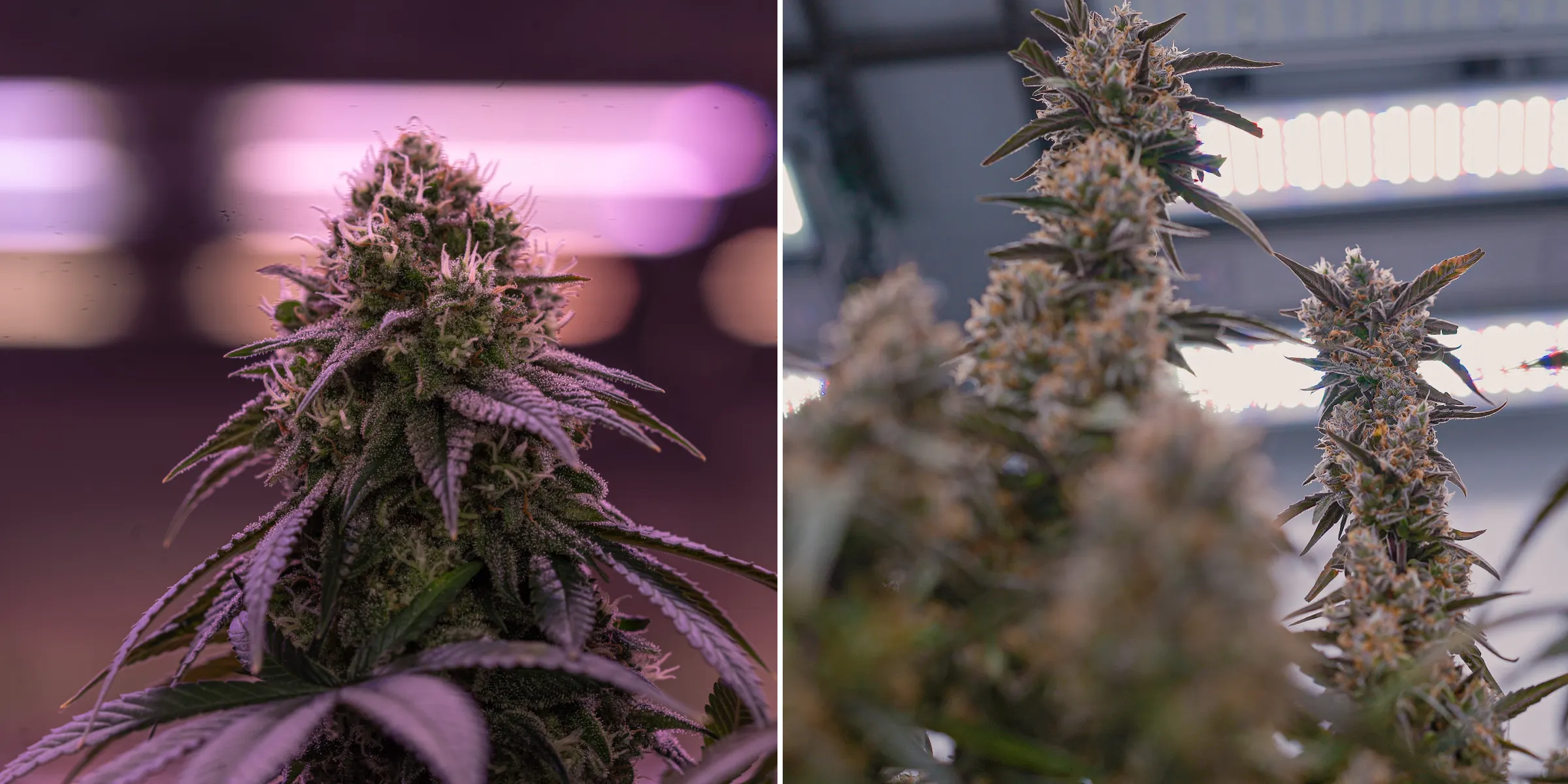 Close-up of mature cannabis flowers under bright indoor grow lights, showing resinous colas, orange pistils, frosty trichomes, and controlled lighting used for crop steering.