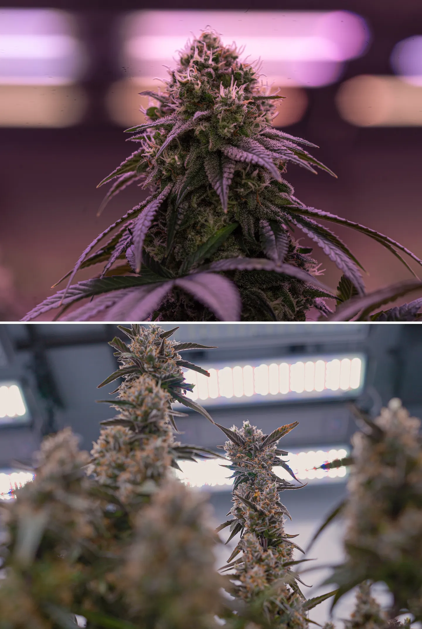 Close-up of mature cannabis flowers under bright indoor grow lights, showing resinous colas, orange pistils, frosty trichomes, and controlled lighting used for crop steering.