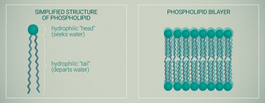 Phospholipid Structure