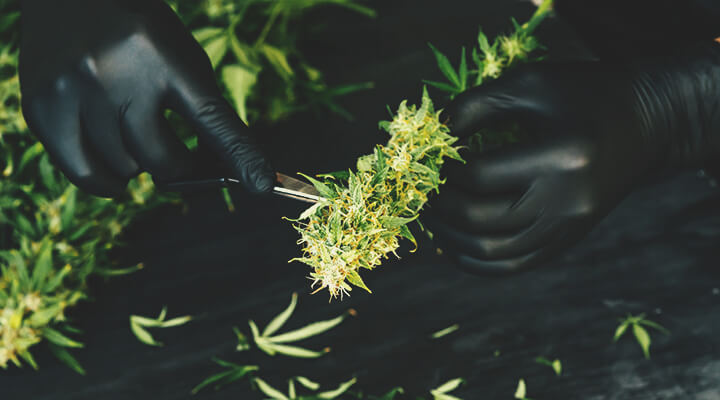 How To Prevent and Detect Mouldy Weed When Drying, Curing, and Storinga