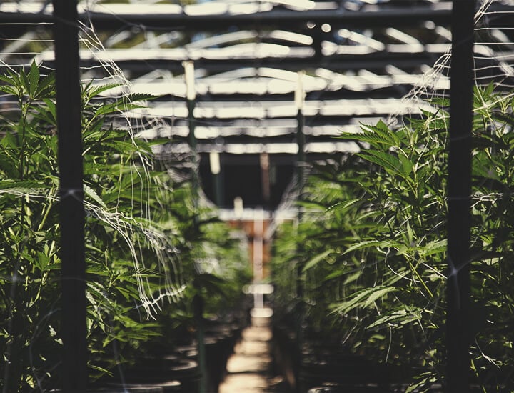 What Is A Trellis? What Is A Trellis?