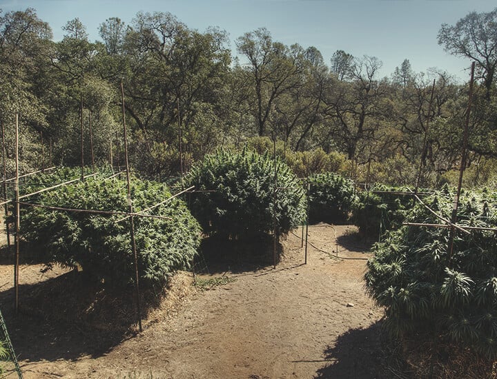 How To Trellis Cannabis Outdoors