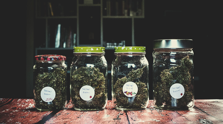 How To Prevent and Detect Mouldy Weed When Drying, Curing, and Storing