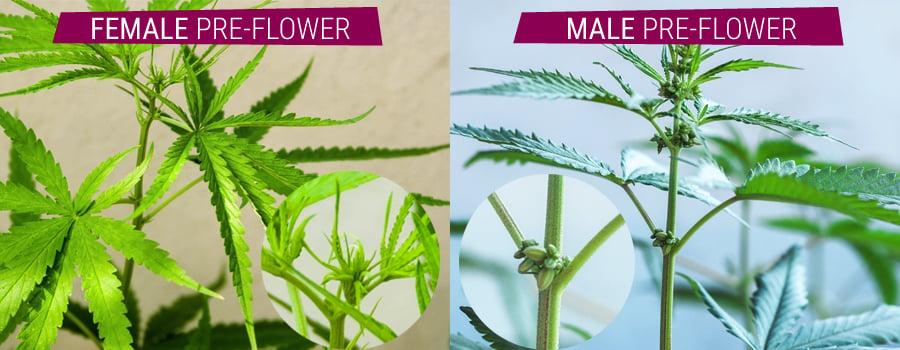 hermaphrodite plants comparison male and female pre-flower cannabis.
