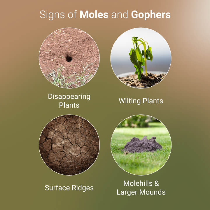 Signs of Moles and Gophers Signs of Moles and Gophers
