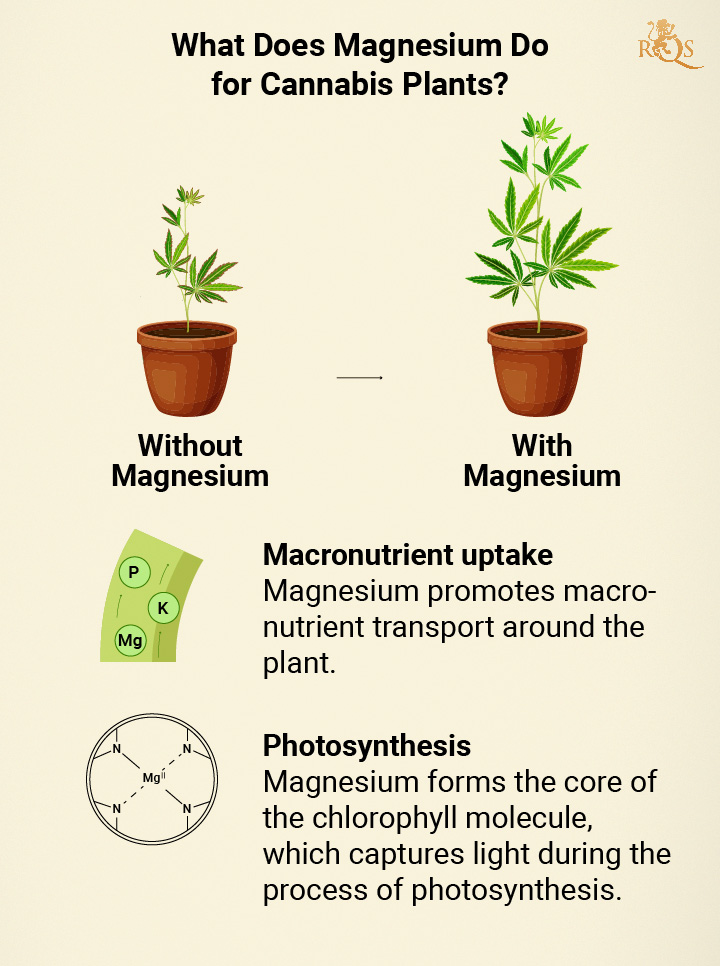 Magnesium benefits for cannabis plants