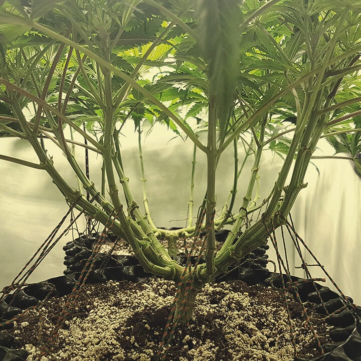 How To Dramatically Boost Yields With Cannabis Lollipopping - RQS Blog