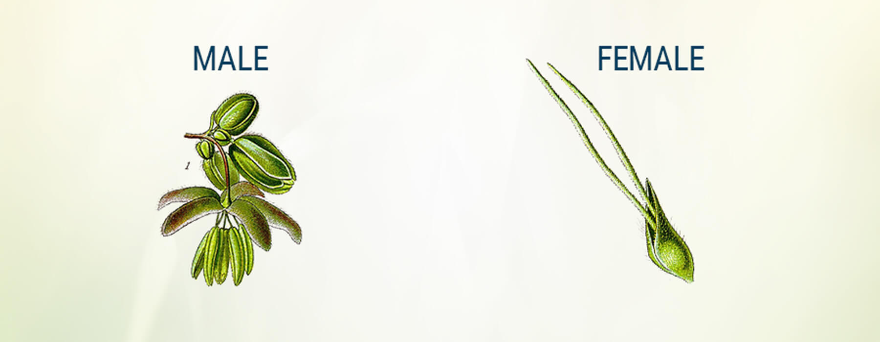 How To Tell If Your Female Cannabis Plant Has Been Pollinated RQS Blog