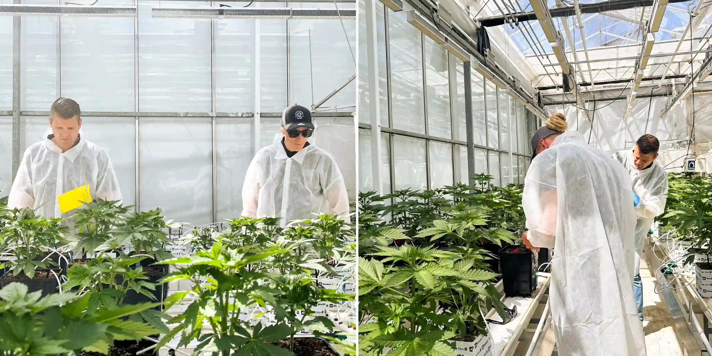 Max and Maikel inspecting photoperiod F1 hybrid cannabis plants in a bright greenhouse breeding facility, surrounded by healthy plants, irrigation lines, and controlled trial conditions.