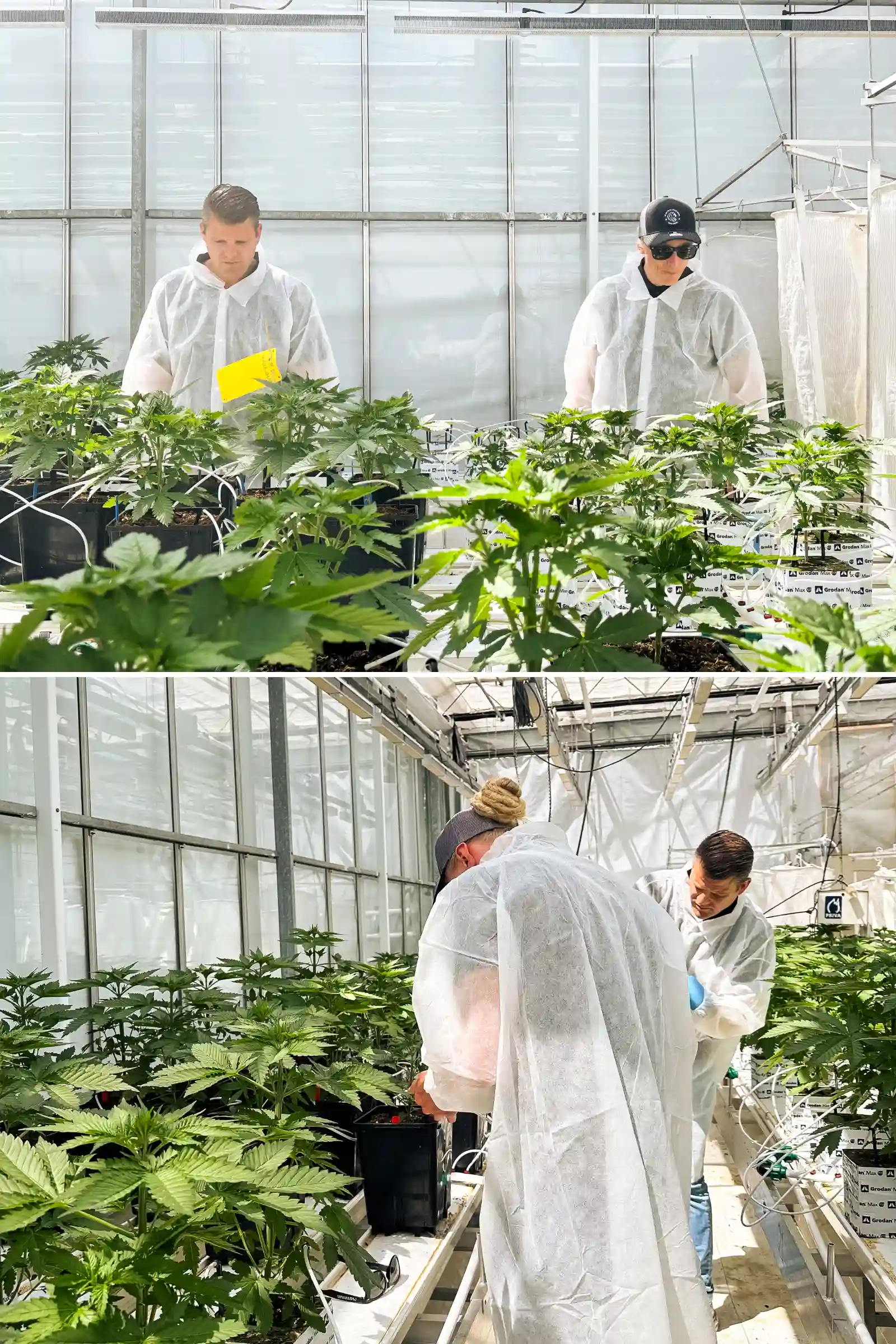 Max and Maikel inspecting photoperiod F1 hybrid cannabis plants in a bright greenhouse breeding facility, surrounded by healthy plants, irrigation lines, and controlled trial conditions.