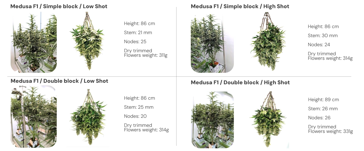 Medusa F1 results overview: simple vs double block irrigation treatments Results overview of Medusa F1 cannabis plants comparing single and dual block systems under low and high irrigation shots