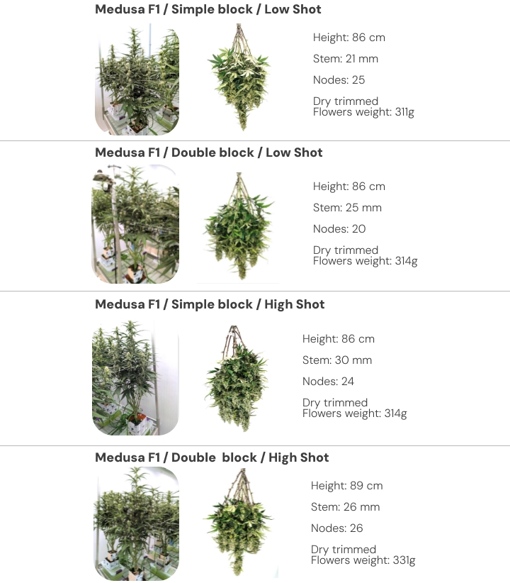 Medusa F1 results overview: simple vs double block irrigation treatments Results overview of Medusa F1 cannabis plants comparing single and dual block systems under low and high irrigation shots