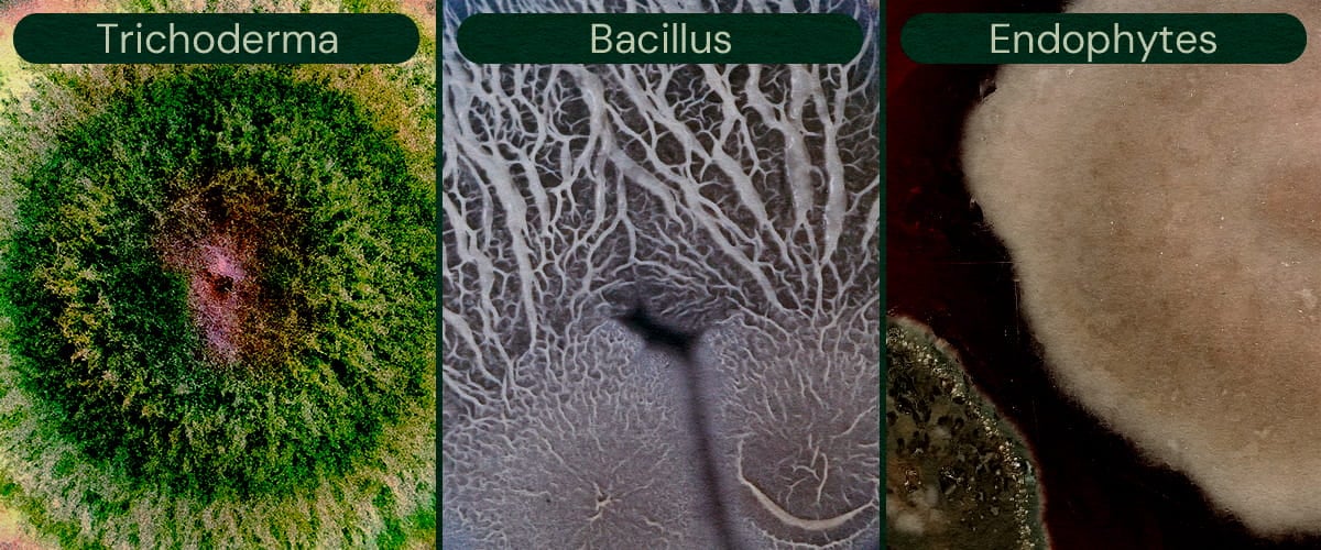 Image showcasing Trichoderma, Bacillus, and Endophytes as microbial biocontrol agents for cannabis, aiding in pest control and disease prevention.
