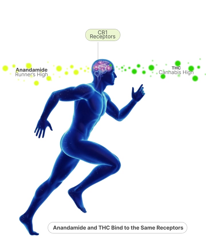 Illustration showing how anandamide and THC bind to CB1 receptors in the brain, explaining the runner’s high and cannabis high similarity