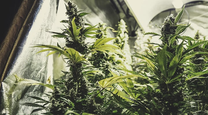 Mylar for hotsell grow room