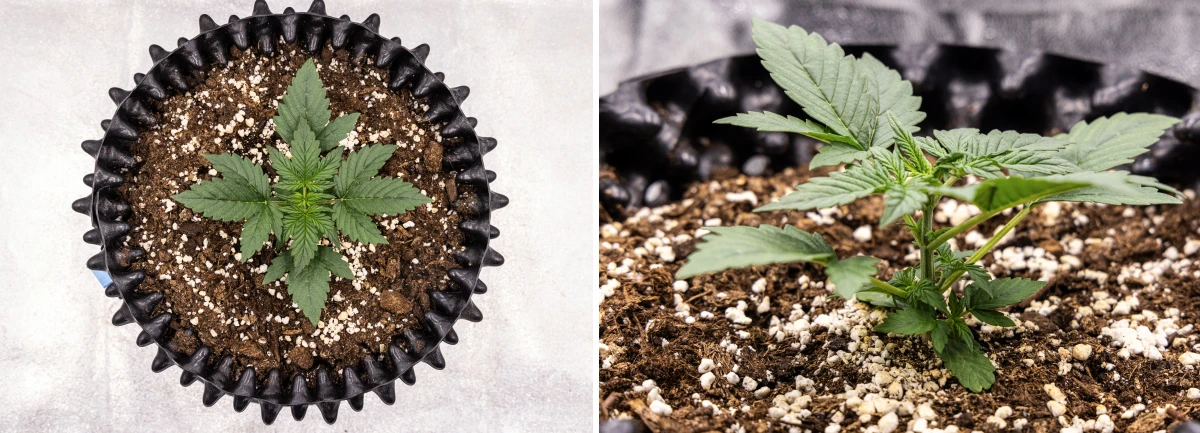 NYC Sour Diesel Auto cannabis plant in week 2 of vegetative growth reaching around 20 cm, showing stronger stems, increased leaf mass, and early pre-flower signs under LED light