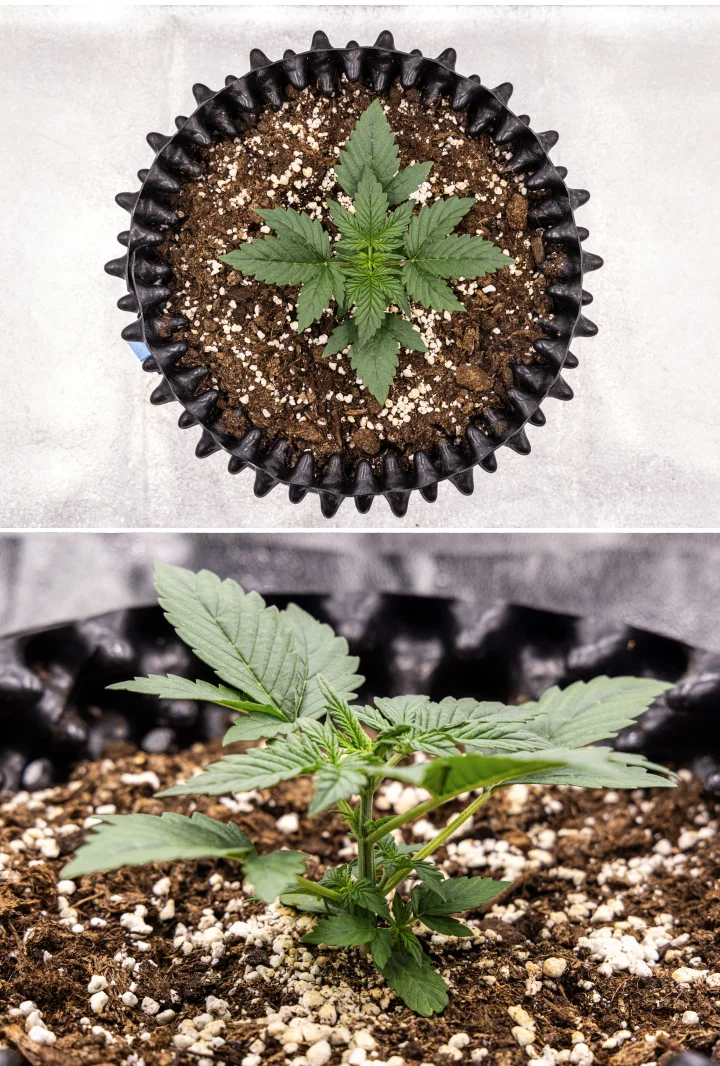 NYC Sour Diesel Auto cannabis plant in week 2 of vegetative growth reaching around 20 cm, showing stronger stems, increased leaf mass, and early pre-flower signs under LED light