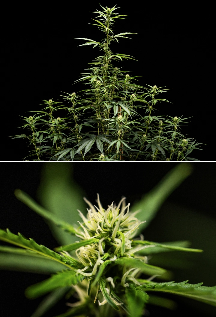 NYC Sour Diesel Auto cannabis plant in week 5 of flowering reaching around 120 cm, showing continued stretch, expanding bud sites across the canopy, and steady flower formation outside the grow tent