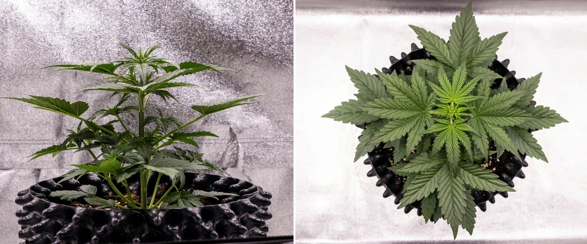 NYC Sour Diesel Auto cannabis plant in week 3 of vegetative growth reaching around 38 cm, showing vigorous vertical growth, an upright structure, tight lower nodes, and clear pre-flowers under LED light