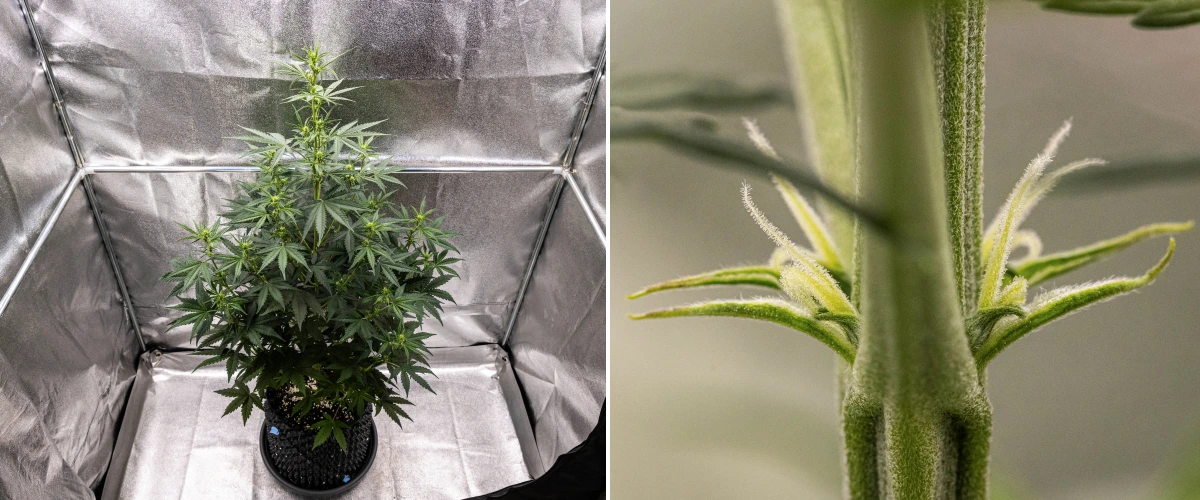 NYC Sour Diesel Auto cannabis plant in week 4 of flowering reaching around 97 cm, showing aggressive stretch, a tall open structure, wider upper spacing, and early bud sites under LED light