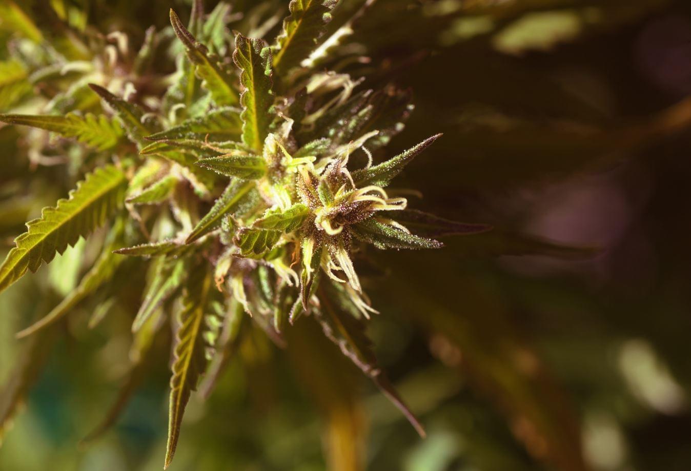 Quality Feminized Cannabis Seeds