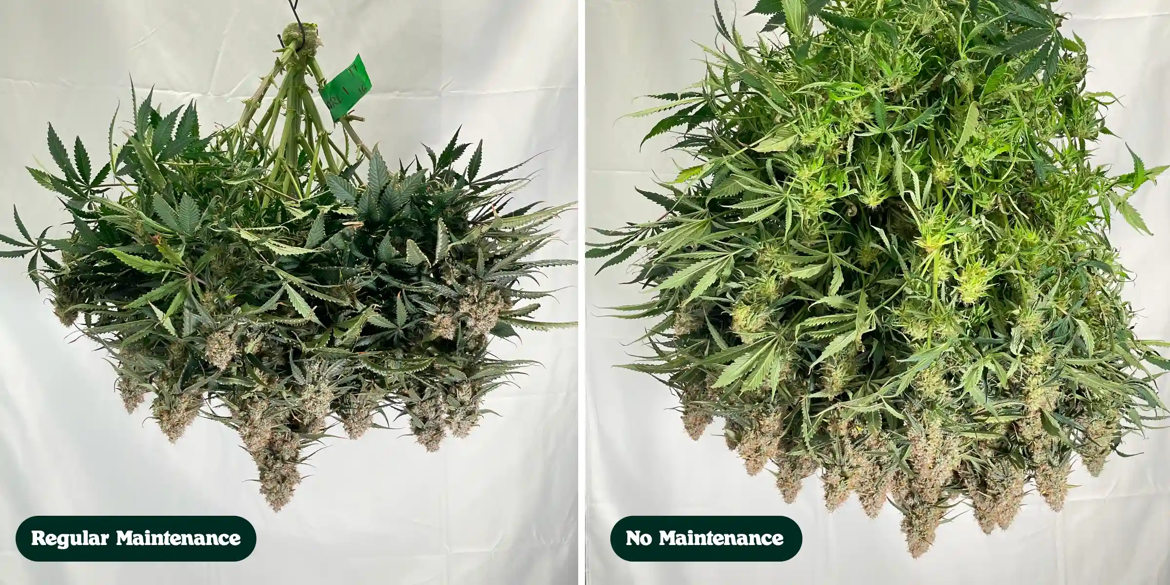 Side-by-side comparison of cannabis plants after harvest, showing regular maintenance versus no maintenance treatments, with differences in canopy density, foliage, bud structure, and trimmed branches.